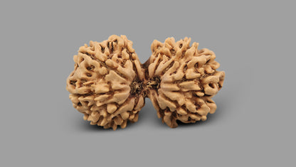 12 MUKHI GAURI SHANKAR RUDRAKSHA (35.72 mm)