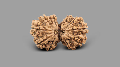 12 MUKHI GAURI SHANKAR RUDRAKSHA (37.80 mm)