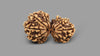 12 MUKHI GAURI SHANKAR RUDRAKSHA (32.86 mm)