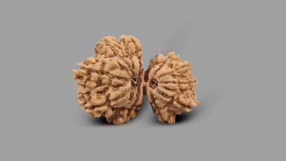 12 MUKHI GAURI SHANKAR RUDRAKSHA (30.45 mm)