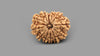 12 MUKHI RUDRAKSHA (23.55 mm)