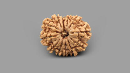 12 MUKHI RUDRAKSHA (23.55 mm)