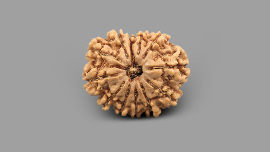 12 MUKHI RUDRAKSHA (23.55 mm)