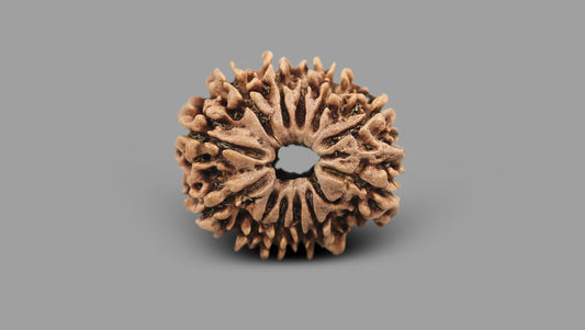 12 MUKHI RUDRAKSHA (22.85 mm)