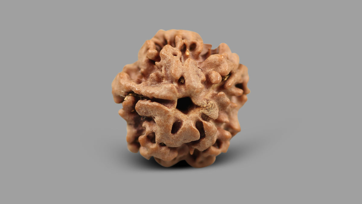 1 MUKHI RUDRAKSHA (19.15 mm)