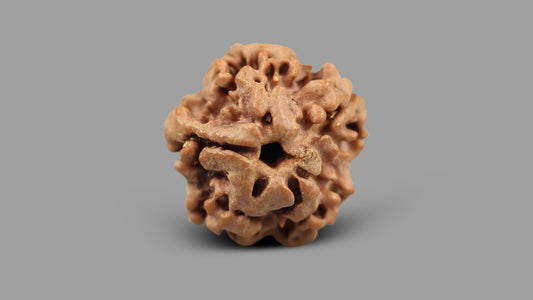 1 MUKHI RUDRAKSHA (19.15 mm)
