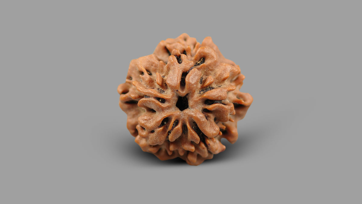 1 MUKHI RUDRAKSHA (20.48 mm)