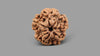 1 MUKHI RUDRAKSHA (20.63 mm)