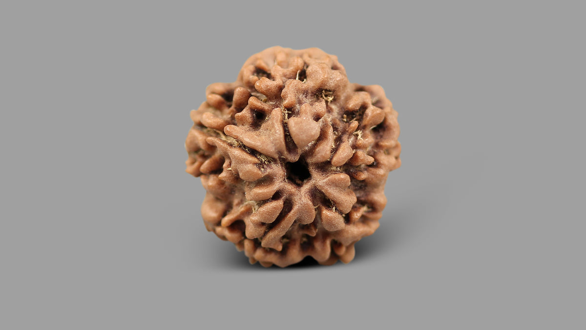 1 MUKHI RUDRAKSHA (20.63 mm)