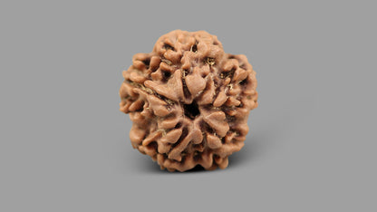 1 MUKHI RUDRAKSHA (20.63 mm)
