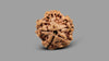 1 MUKHI RUDRAKSHA (19.51 mm)