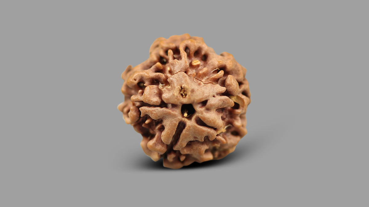 1 MUKHI RUDRAKSHA (19.51 mm)