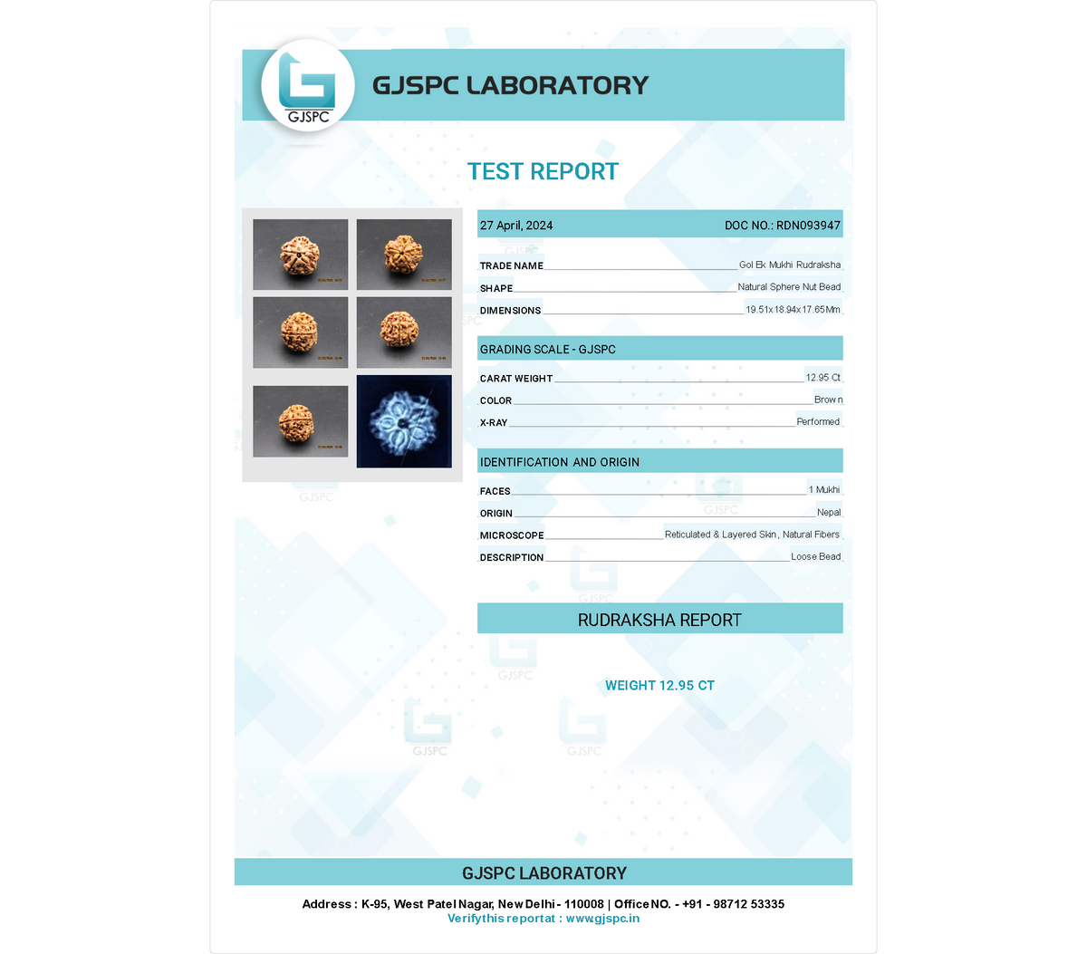 1 MUKHI RUDRAKSHA (19.51 mm)