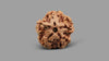 1 MUKHI RUDRAKSHA (19.65 mm)