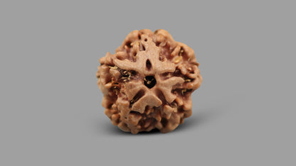 1 MUKHI RUDRAKSHA (19.65 mm)