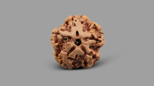 1 MUKHI RUDRAKSHA (19.65 mm)