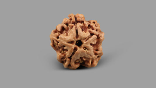 1 MUKHI RUDRAKSHA (19.25 mm)
