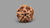 1 MUKHI RUDRAKSHA (19.15 mm)