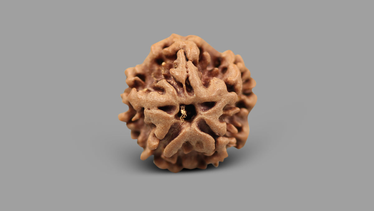 1 MUKHI RUDRAKSHA (19.15 mm)