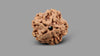 1 MUKHI RUDRAKSHA (19.88 mm)