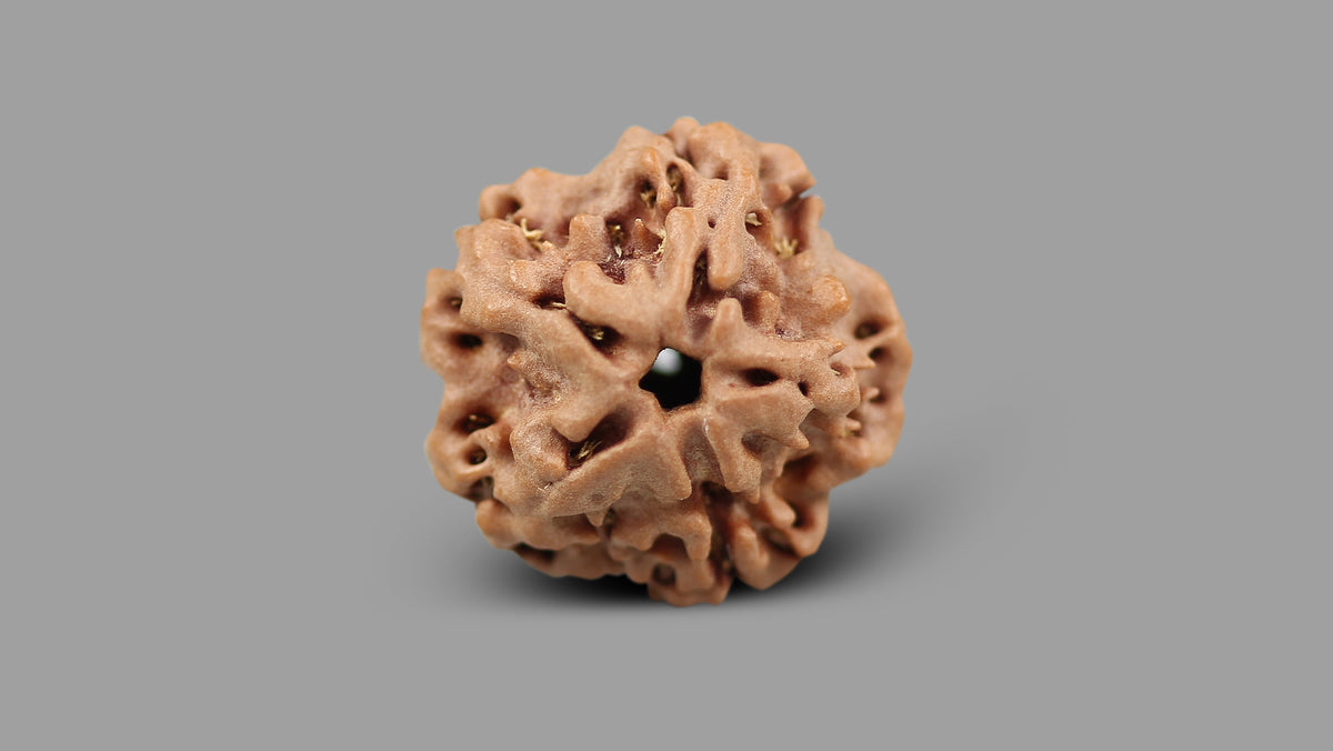 1 MUKHI RUDRAKSHA (19.88 mm)