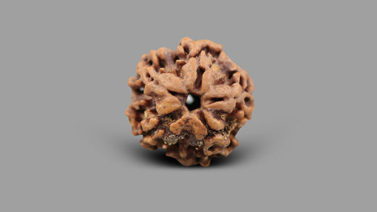 1 MUKHI RUDRAKSHA (20.30 mm)