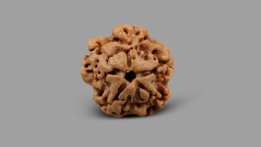 1 MUKHI RUDRAKSHA (19.05 mm)