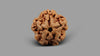 1 MUKHI RUDRAKSHA (19.01 mm)