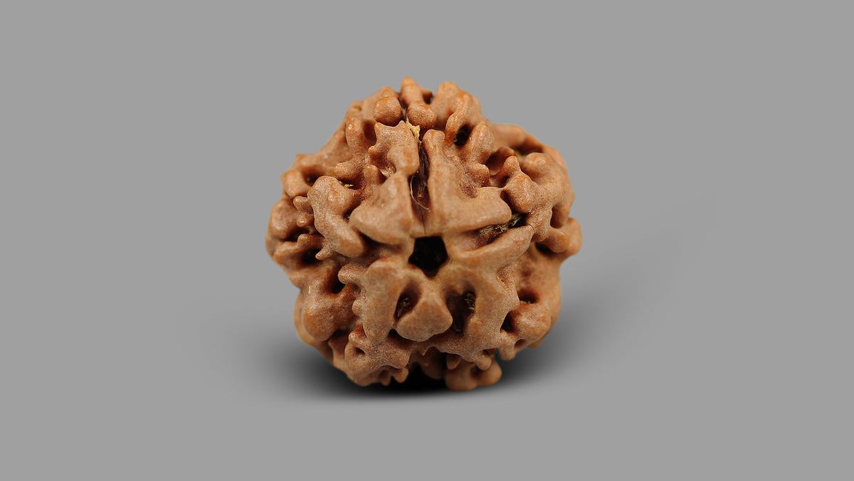 1 MUKHI RUDRAKSHA (19.01 mm)