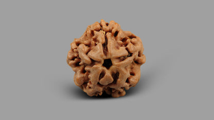 1 MUKHI RUDRAKSHA (19.01 mm)