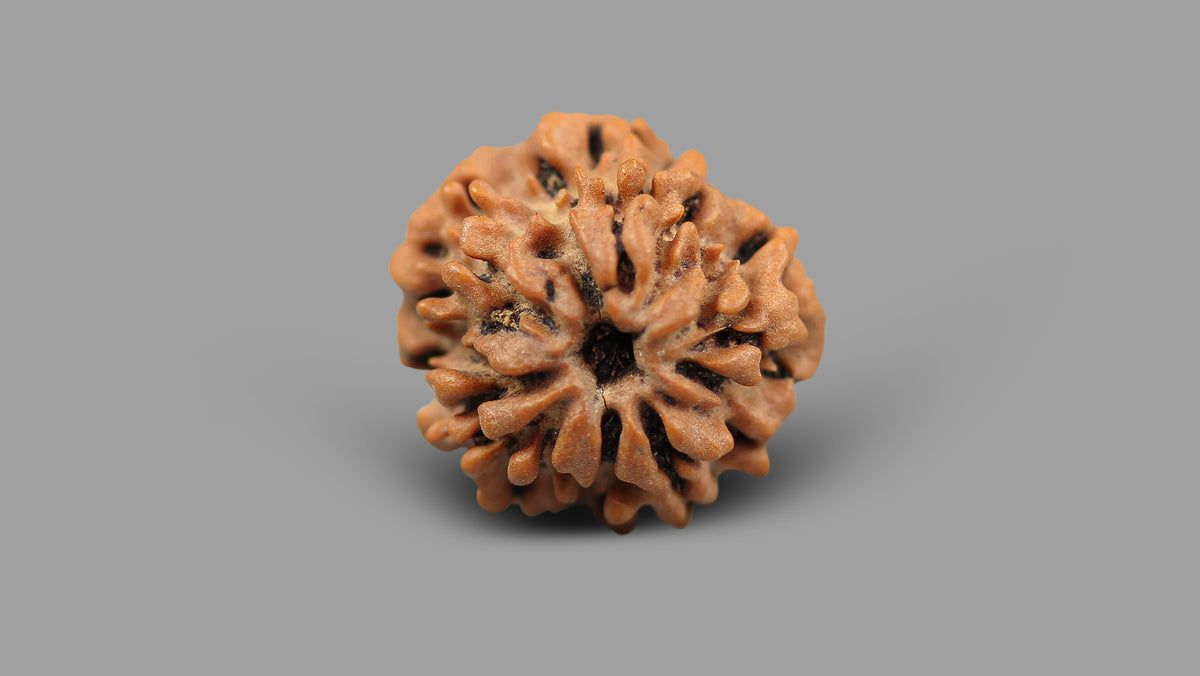 1 MUKHI RUDRAKSHA (20.48 mm)