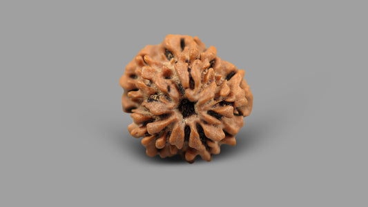 1 MUKHI RUDRAKSHA (20.48 mm)