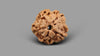 1 MUKHI RUDRAKSHA (16.88 mm)
