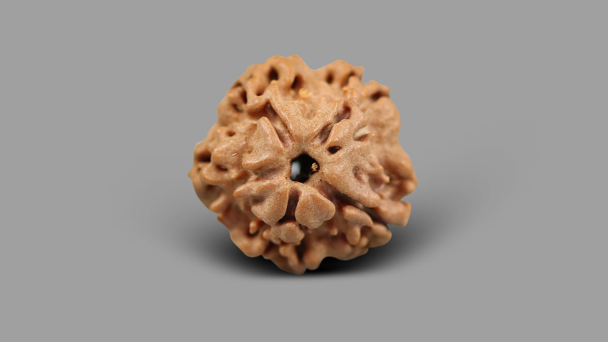 1 MUKHI RUDRAKSHA (16.88 mm)