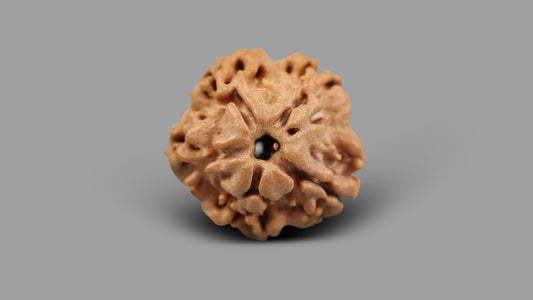 1 MUKHI RUDRAKSHA (16.88 mm)