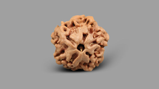 1 MUKHI RUDRAKSHA (17.79 mm)