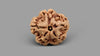 1 MUKHI RUDRAKSHA (18.51 mm)