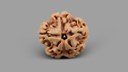 1 MUKHI RUDRAKSHA (18.51 mm)