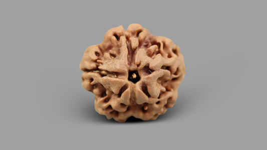 1 MUKHI RUDRAKSHA (18.51 mm)