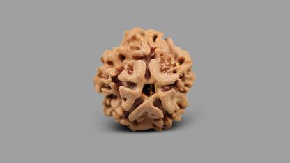 1 MUKHI RUDRAKSHA (18.42 mm)