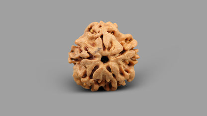 1 MUKHI RUDRAKSHA (18.30 mm)