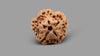 1 MUKHI RUDRAKSHA (16.57 mm)