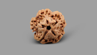 1 MUKHI RUDRAKSHA (16.57 mm)