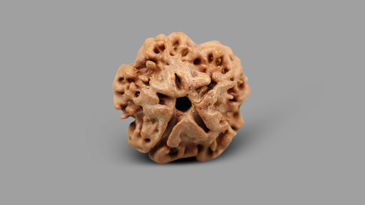 1 MUKHI RUDRAKSHA (16.57 mm)