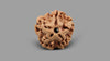 1 MUKHI RUDRAKSHA (18.77 mm)