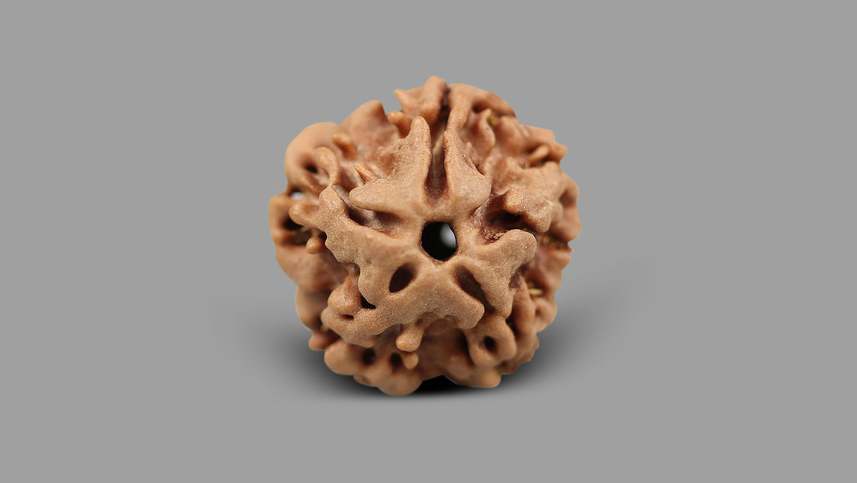 1 MUKHI RUDRAKSHA (18.77 mm)