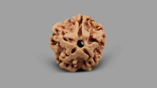 1 MUKHI RUDRAKSHA (18.77 mm)