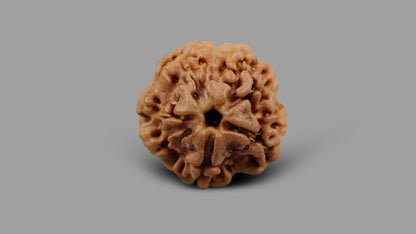 1 MUKHI RUDRAKSHA (16.38 mm)