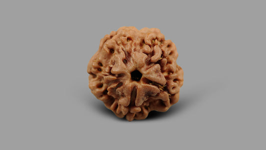 1 MUKHI RUDRAKSHA (16.38 mm)