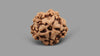 1 MUKHI RUDRAKSHA (18.60 mm)
